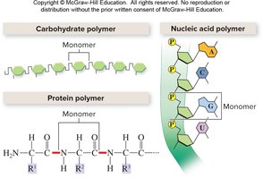 Monomers and polymers of carbohydrates, proteins, nucleic acids