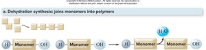 Dehydration synthesis diagram
