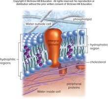 Diagram of cell membrane structure showing phospholipids, proteins, and cholesterol