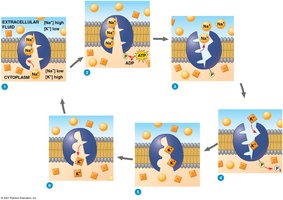 Sodium-potassium pump mechanism