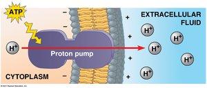 Proton pump moving H+ ions across the membrane