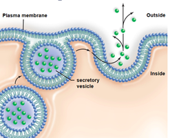Vesicle-mediated exocytosis