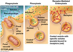 Types of endocytosis: phagocytosis, pinocytosis, receptor-mediated