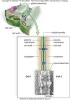 Plasmodesmata connecting plant cells