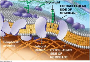 Fluid mosaic model of the cell membrane with labeled proteins and glycolipids