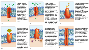 Types and functions of membrane proteins
