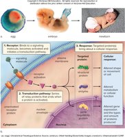 Cell signaling pathway and cellular response