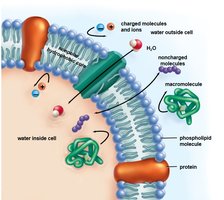 Selective permeability of the cell membrane