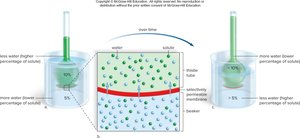Osmosis across a selectively permeable membrane