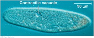 Contractile vacuole in a protozoan for osmoregulation