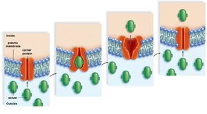 Facilitated diffusion via carrier proteins