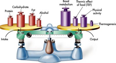 Energy balance: intake and output components
