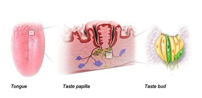 Tongue, taste papillae, and taste bud structure