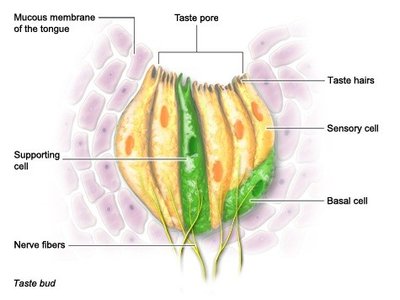 Detailed anatomy of a taste bud