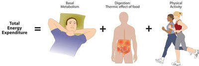 Total energy expenditure is the sum of basal metabolism, thermic effect of food, and physical activity