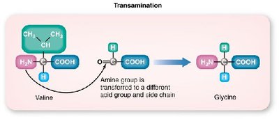 Transamination process: amine group transfer between amino acids