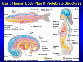 Basic human body plan and vertebrate structures