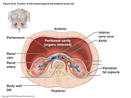 Position of kidneys and peritoneum in the body
