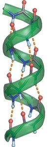 Hydrogen bonds in a protein helix