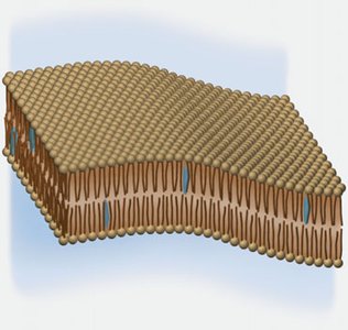 Lipid bilayer structure