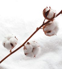 Cotton plant and cotton towel (cellulose)