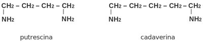 Structures of putrescine and cadaverine