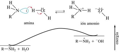 Amines as Brønsted bases in water