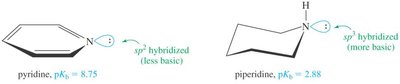 Hybridization effects on basicity