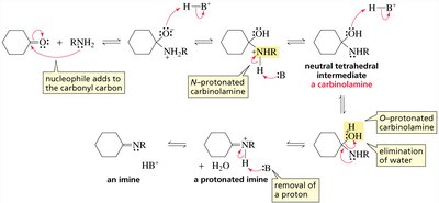 Imine formation mechanism