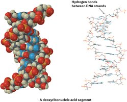 Hydrogen bonds in DNA