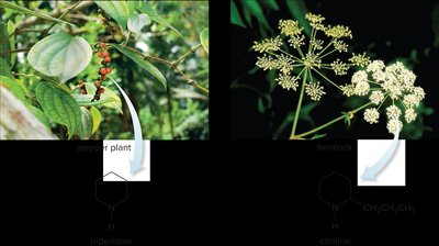 Examples of natural sources of heterocyclic amines: pepper plant (piperidine) and hemlock (conine)