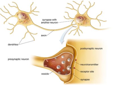 Diagram of neurotransmitter release and synaptic transmission