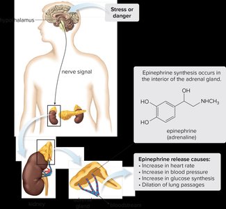 Diagram of epinephrine synthesis and physiological effects during stress