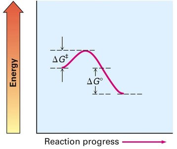 Reaction coordinate diagram with activation energy and free energy change