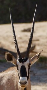Examples of natural biopolymers in animals