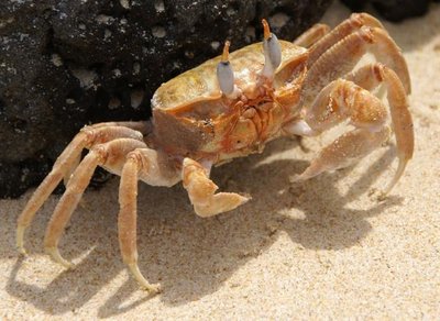 Examples of natural biopolymers in crustaceans