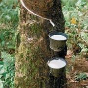 Harvesting natural rubber latex from a tree