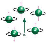 Spin alignment in magnetic field
