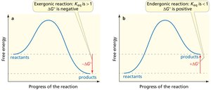 Exergonic and endergonic reactions