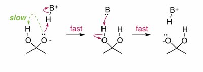 Stepwise proton transfer in a tetrahedral intermediate