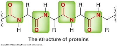 Amide bonds in proteins