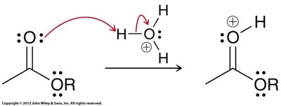 Proton transfer steps in mechanism