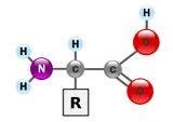 Amino acid structure