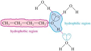 Hydrophilic and hydrophobic regions in alcohols