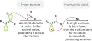 Birch reduction step: proton transfer and nucleophilic attack