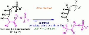 Aldol reaction in biochemistry: conversion of fructose 1,6-bisphosphate to two triose phosphates via aldolase