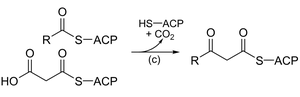 Claisen condensation in fatty acid synthesis