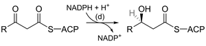 NADPH reduction of a beta-ketoacyl-ACP intermediate