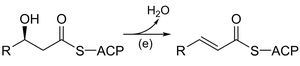 Dehydration of a beta-hydroxyacyl-ACP intermediate
