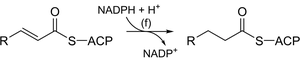 NADPH reduction of an enoyl-ACP intermediate